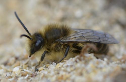 Réf. 226 450 : Colletes cunicularius